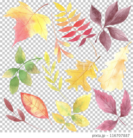 Watercolor hand drawn autumn leaves clipart. Fall clipart. Set of fallen leaves isolated on white background. Red leaf, yellow leaf. Foliage illustration. Maple, oak, rose hip leaves. 116707887