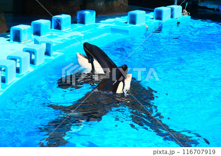 名古屋港水族館のシャチ、アースとリン 名古屋港水族館のシャチ、アースとリン 116707919