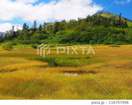 初秋の高谷池と火打山 116707996