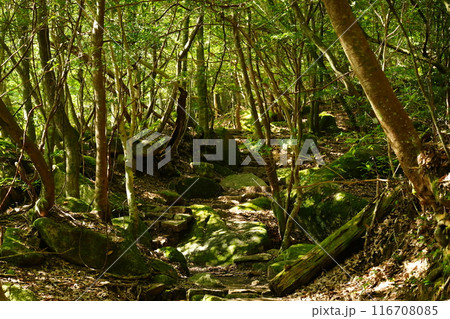 深い森の中 深い森の中 116708085