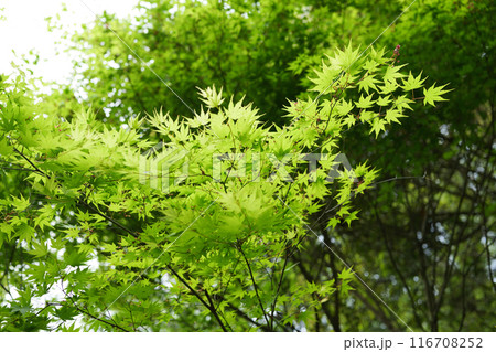 新緑の森 新緑の森 116708252