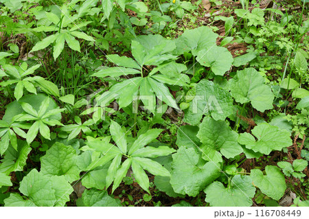 新緑の森 116708449