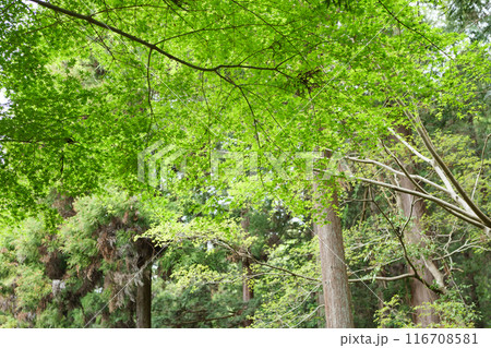 新緑の森 116708581