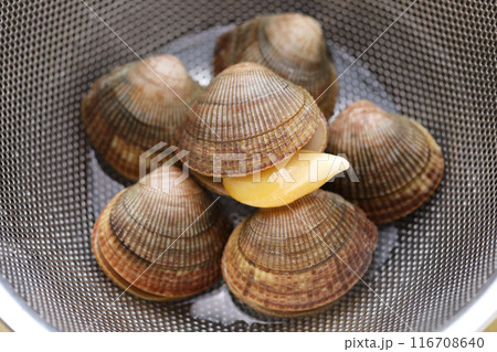イシカゲ貝 116708640
