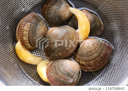 イシカゲ貝 116708641