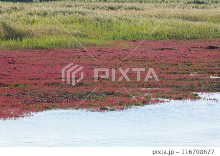 赤く染まったサンゴ草 116708677