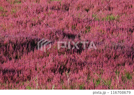 赤く染まったサンゴ草 116708679
