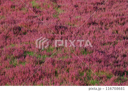 赤く染まったサンゴ草 赤く染まったサンゴ草 116708681