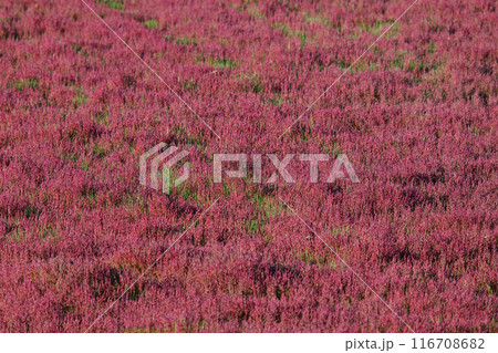 赤く染まったサンゴ草 赤く染まったサンゴ草 116708682