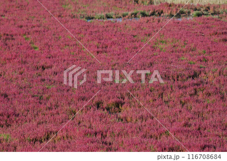 赤く染まったサンゴ草 赤く染まったサンゴ草 116708684