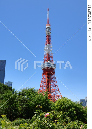 東京タワー 116708711
