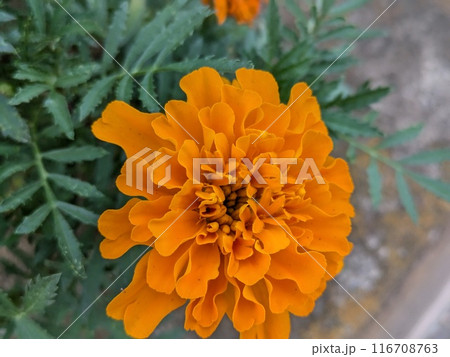 初夏の庭に咲くオレンジ色のマリーゴールドの花 初夏の庭に咲くオレンジ色のマリーゴールドの花 116708763
