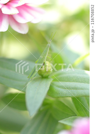 ピンクのヒャクニチソウの花にとまるオンブバッタ ピンクのヒャクニチソウの花にとまるオンブバッタ 116708852