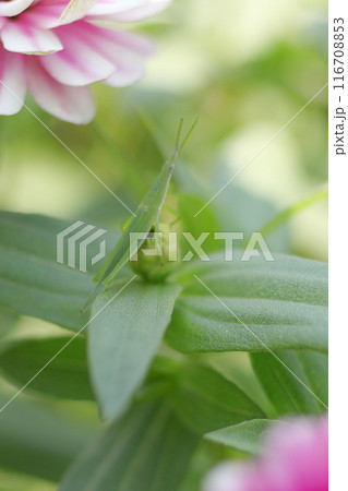 ヒャクニチソウの花に止まるバッタ 116708853
