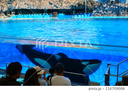 名古屋港水族館のシャチ、アースとリン 116709006