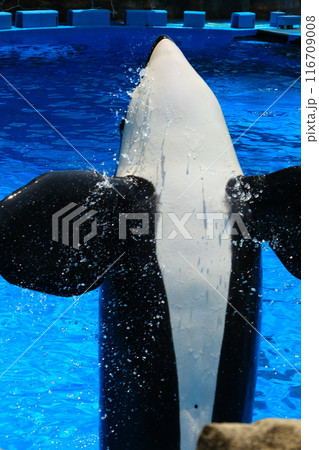 名古屋港水族館のシャチ、アースとリン 116709008
