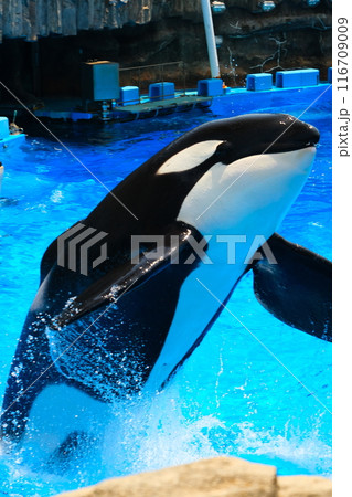 名古屋港水族館のシャチ、アースとリン 116709009