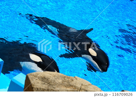 名古屋港水族館のシャチ、アースとリン 116709026