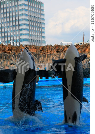 名古屋港水族館のシャチ、アースとリン 名古屋港水族館のシャチ、アースとリン 116709689