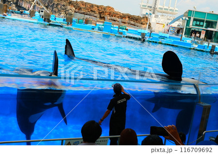 名古屋港水族館のシャチ、アースとリン 名古屋港水族館のシャチ、アースとリン 116709692