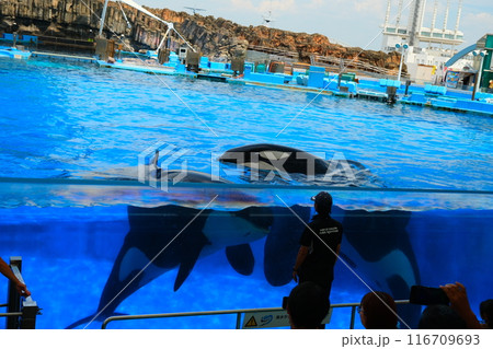 名古屋港水族館のシャチ、アースとリン 116709693