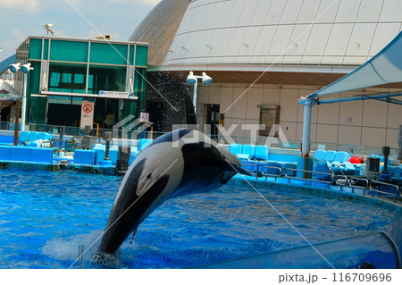 名古屋港水族館のシャチ、アースとリン 116709696
