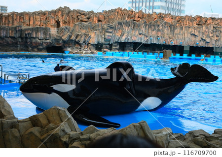 名古屋港水族館のシャチ、アースとリンの写真素材 [116709700