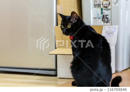 黒猫の日常 116709846