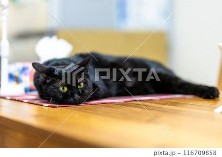 黒猫の日常 黒猫の日常 116709858