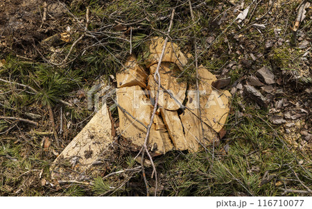 pine forest in Europe during the logging of pine logs pine forest in Europe during the logging of pine logs 116710077