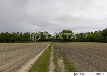 a lone oak tree in a field with corn in late spring 116710094