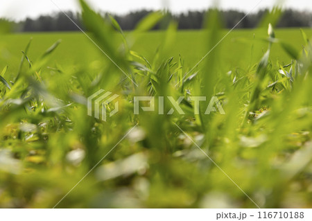 a new crop of wheat in spring 116710188