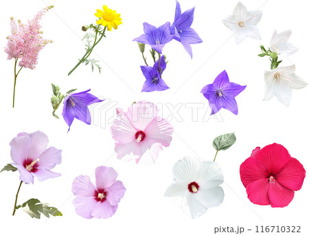 切り抜き素材セットー夏の花3 116710322