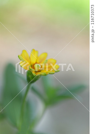 黄色いメランポディウムの花 116710373