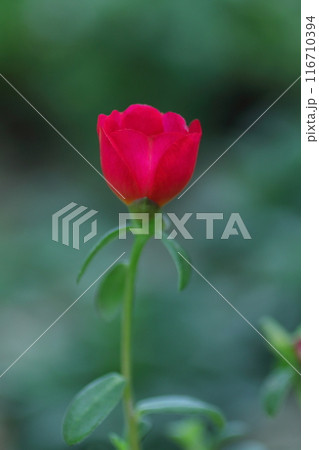 可憐なマツバボタン 116710394