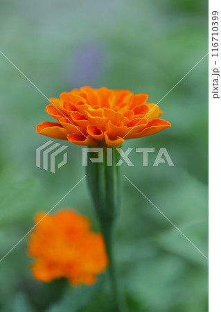 鮮やかなオレンジ色のマリーゴールドの花 鮮やかなオレンジ色のマリーゴールドの花 116710399