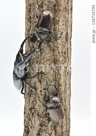 パラワンオオヒラタクワガタ　 116710795