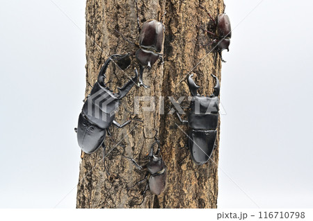 パラワンオオヒラタクワガタ　 116710798