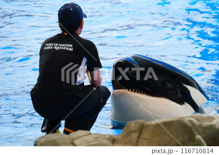 名古屋港水族館のシャチ 116710814
