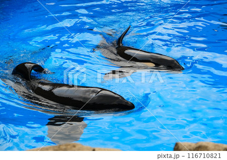 名古屋港水族館のシャチ、アースとリン 116710821