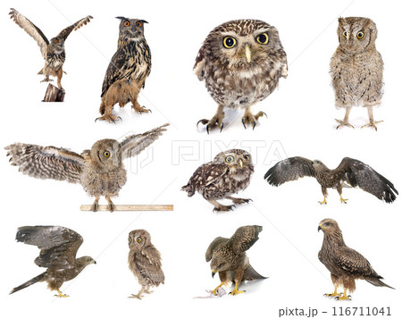 bird of prey in Europe bird of prey in Europe 116711041