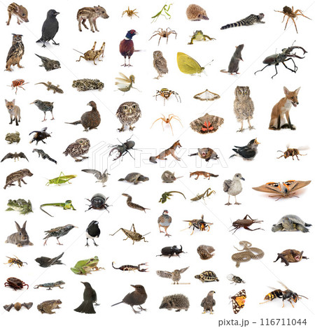 european wildlife in studio 116711044