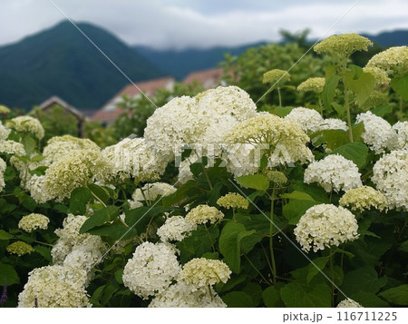 ハイドランジアアナベルというアジサイの白い花 ハイドランジアアナベルというアジサイの白い花 116711225