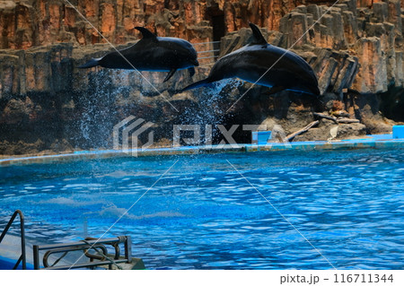 名古屋港水族館のイルカ 116711344