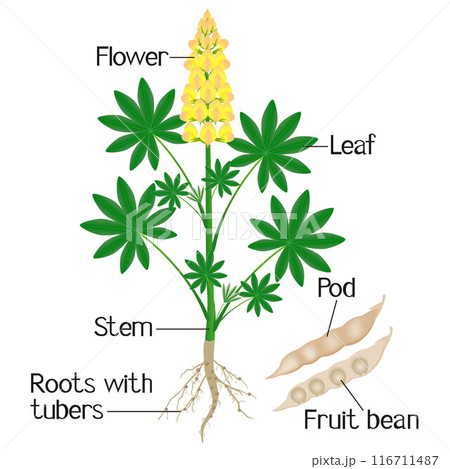 Parts of a yellow lupine plant with roots and beans. 116711487