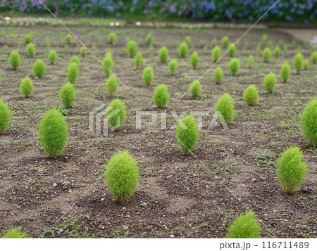 公園の畝に植えたばかりのコキア 116711489