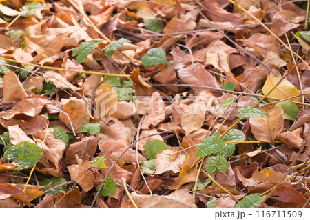 A colorful pile of autumn leaves on the ground. A colorful pile of autumn leaves on the ground. 116711509