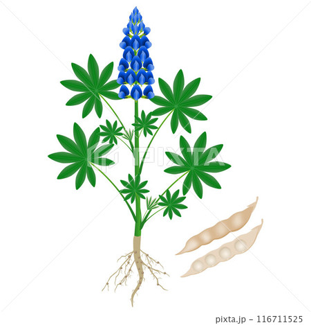 Parts of a lupine plant with roots and beans. Parts of a lupine plant with roots and beans. 116711525