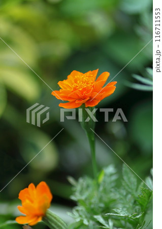 オレンジ色のマリーゴールドの花をクローズアップで撮影した写真 オレンジ色のマリーゴールドの花をクローズアップで撮影した写真 116711553