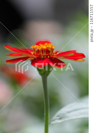 赤いジニアの花 赤いジニアの花 116711557